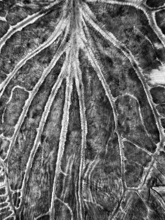 Dry leaf on wood background