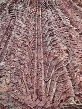 Wheel tracks on the soil.の写真素材