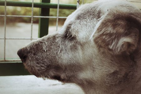 dog behind a green fence