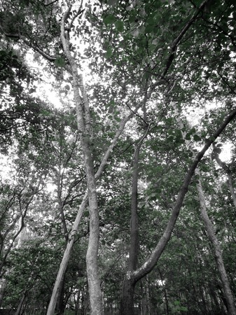Beauty of autumn forest in natureの写真素材