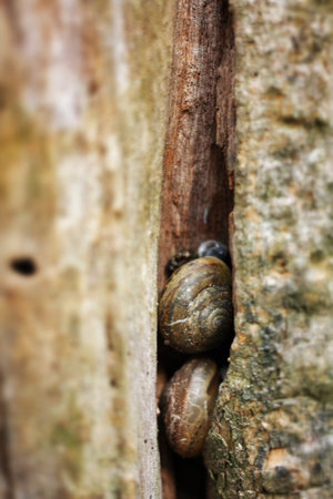 Group of snails crawling on a treeの写真素材