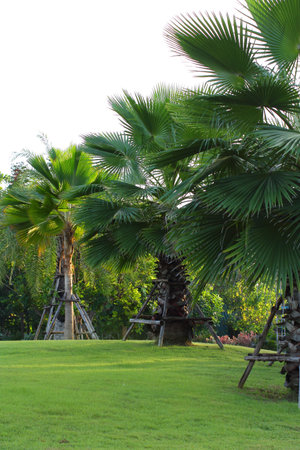 palm trees in the natureの写真素材