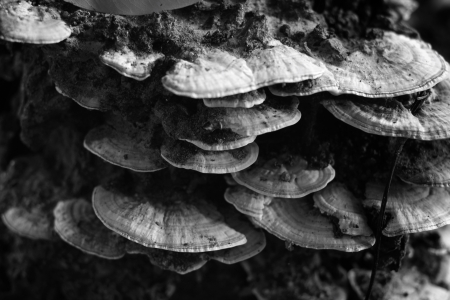 Ganoderma Lucidum - Ling Zhi Mushroom.の写真素材