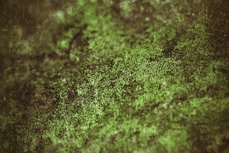 green moss in the nature.の写真素材