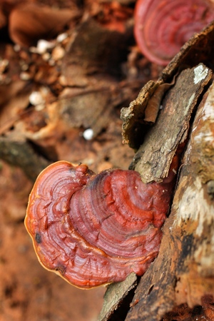 Ganoderma Lucidum - Ling Zhi Mushroom.の写真素材