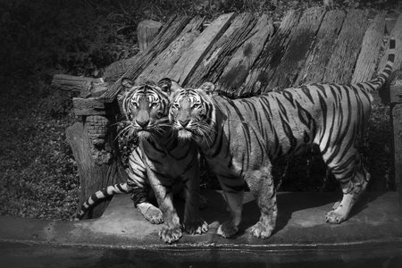 The beauty of tigers in loveの写真素材