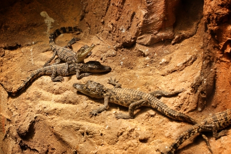 Baby alligator in the natureの写真素材