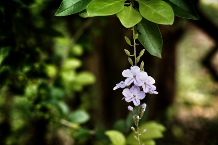 Purple flower in the natureの写真素材