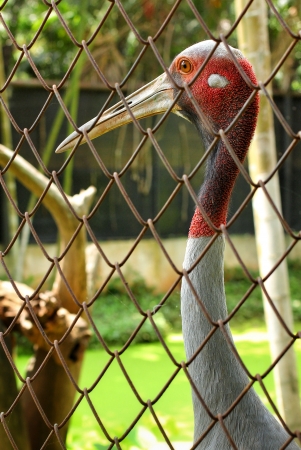 Red stork in the cage.の写真素材
