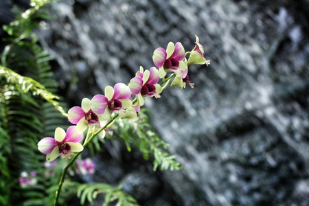 Green and pink orchid in natureの写真素材