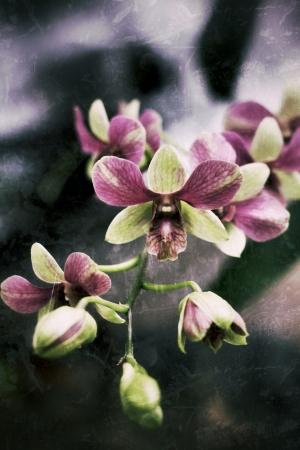 Green and pink orchid in natureの写真素材