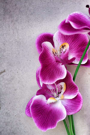 Beautiful orchid of artificial flowersの写真素材