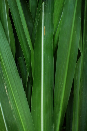 Vetiver grass for  animals.の写真素材
