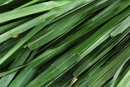 Vetiver grass for  animals.