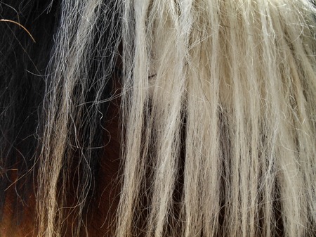black and white horsehair background.の写真素材