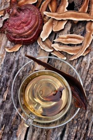 Ganoderma lucidum  and tea cupの写真素材