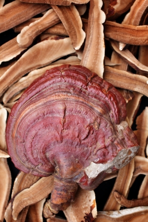 Ganoderma Lucidum - Ling Zhi Mushroom.の写真素材
