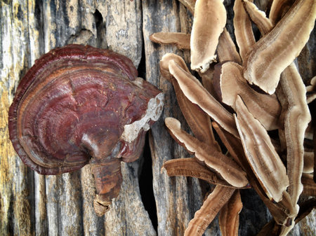 Ganoderma Lucidum - Ling Zhi Mushroom.