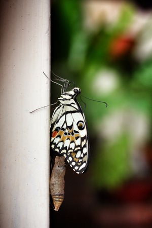 Butterfly after emerging from its chrysalis.の写真素材