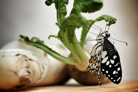 Butterfly on the daikon radishの写真素材