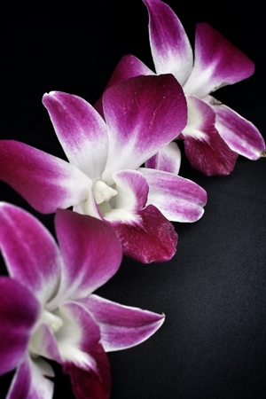 Pink orchid on black backgroundの写真素材
