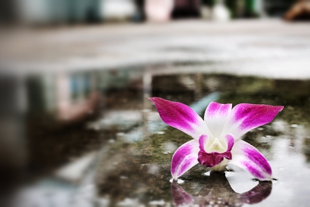 Pink orchid on black backgroundの写真素材