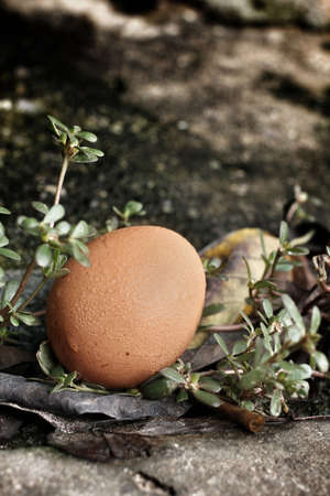 Close-up of fresh eggの写真素材