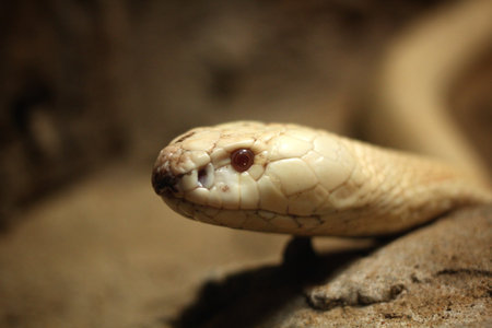 White mamba snake in the nature