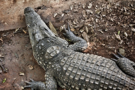 Crocodile in the natureの写真素材