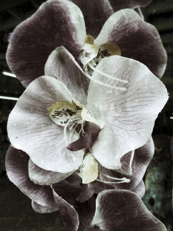Beautiful orchid of artificial flowersの写真素材