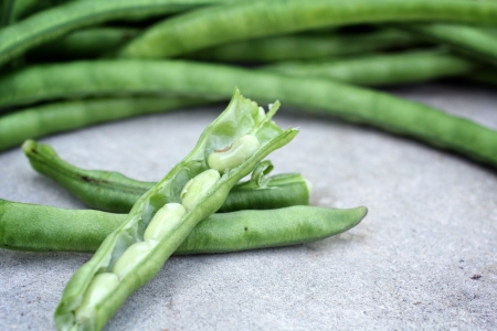 long bean on gray backgroundの写真素材