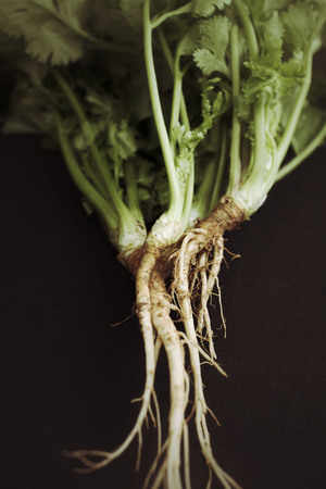 Close-up of fresh coriander on black backgroundの写真素材