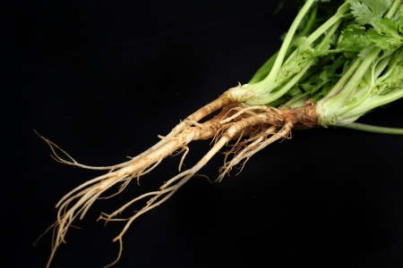 Close-up of fresh coriander on black backgroundの写真素材