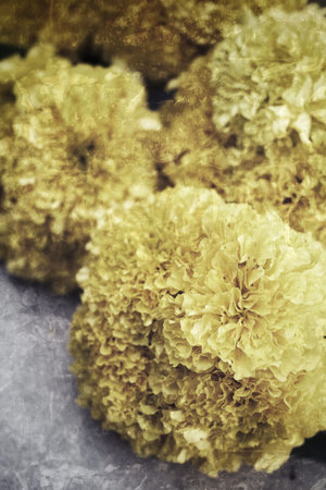 Flower marigold in the gray background