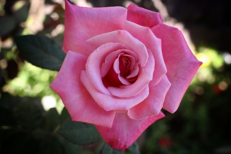 close-up of pink roseの写真素材