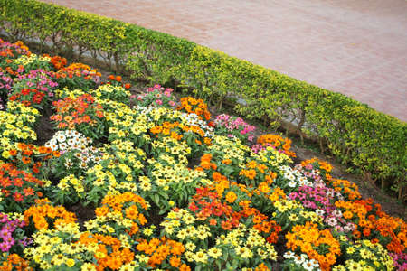 Colorful daisy flowers in the gardenの写真素材