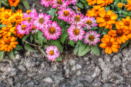 Colorful daisy flowers in the gardenの写真素材