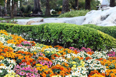 Colorful daisy flowers in the gardenの写真素材