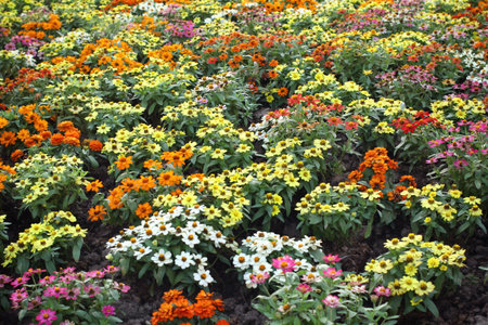 Colorful daisy flowers in the garden