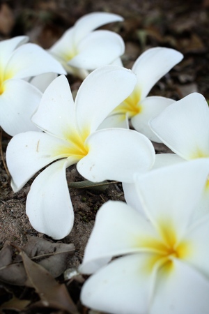 White frangipani flower on old leavesの写真素材
