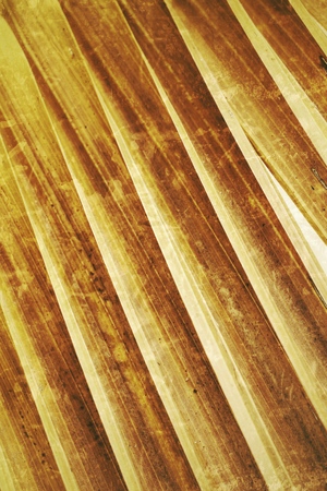 Palms old leaves backgroun textureの写真素材