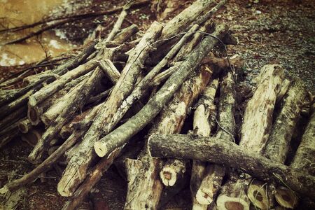 Pile of pine woodの写真素材