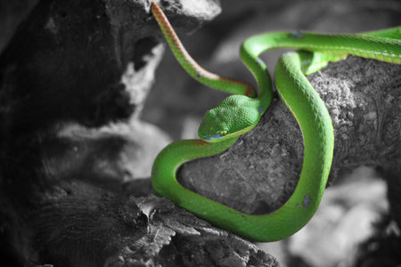 Green  snake on the nature