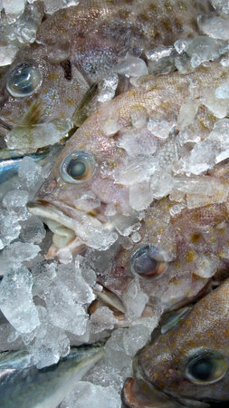 fresh fish covered in ice