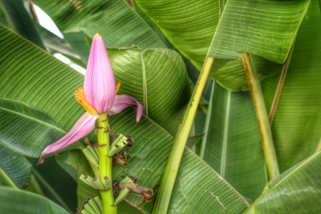 Ornamental banana flower in the natureの写真素材