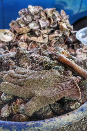 Freshly oysters at fishing port