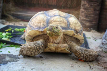Crawling tortoise in the zooの写真素材