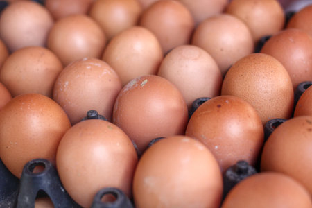 brown egg in the farm