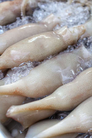 Fresh squid in the marketの写真素材