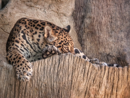 bengal tiger sittingの写真素材